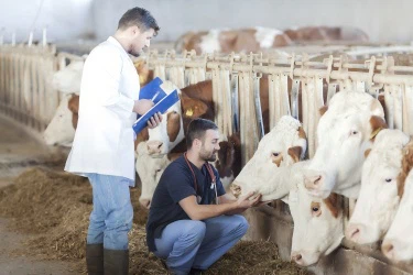 Clostridium butiaricumin levitys karjan terveyteen